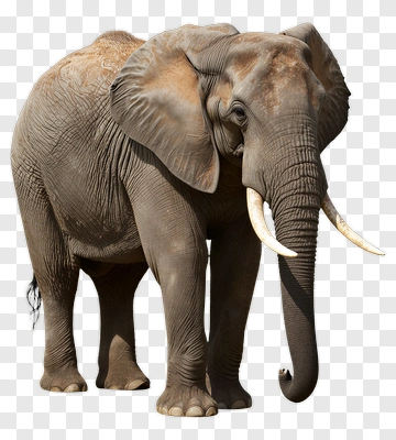 Elephant With Tusks PNG