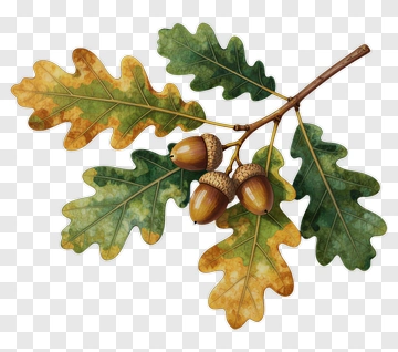 Oak Leaf And Acorn Branch PNG