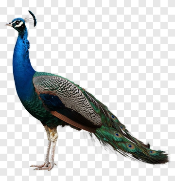 Peacock With Vibrant Blue And Green Feathers PNG