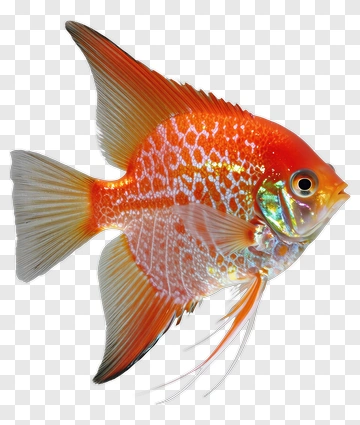 Orange And Red Fish PNG