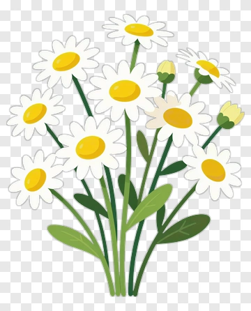 Daisy Flower Bouquet PNG