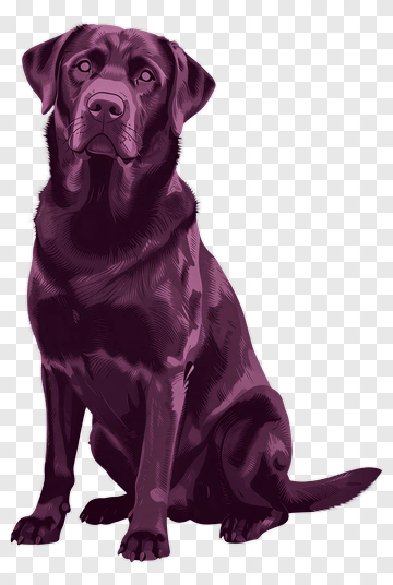 Purple Labrador Retriever PNG