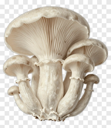 Cluster Of Mushrooms PNG