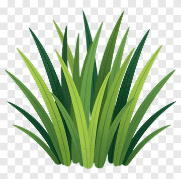 Flat Illustration Of Grass PNG