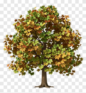 Autumn Tree With Colorful Leaves PNG
