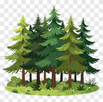 Forest Of Pine Trees PNG