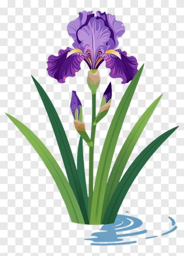 Purple Iris Flower In Water PNG