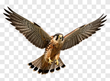 Falcon In Flight PNG