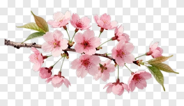 Cherry Blossom Branch In Full Bloom PNG