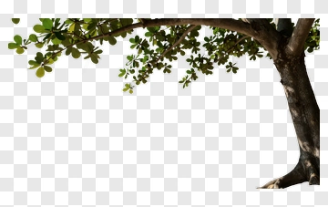 Tree On Beach Near Ocean PNG