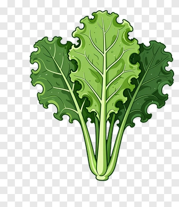 Kale Leaf Illustration PNG