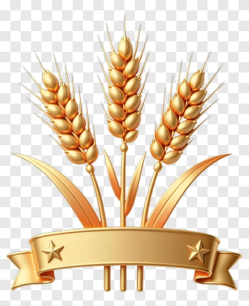 Golden Wheat With Ribbon And Stars PNG