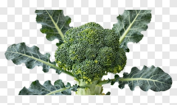 Broccoli PNG
