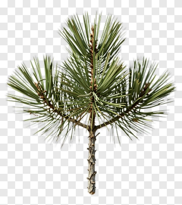 Pine Branch With Needles And Buds PNG