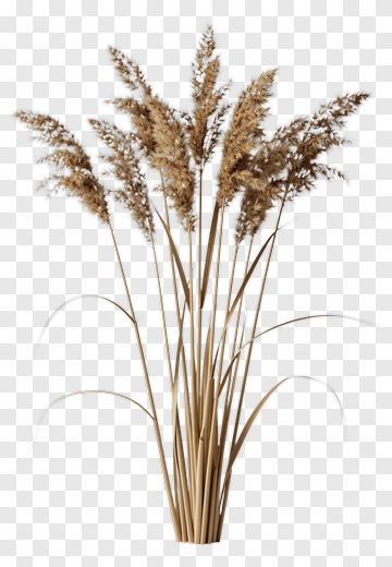Dry Reeds In Natural Arrangement PNG
