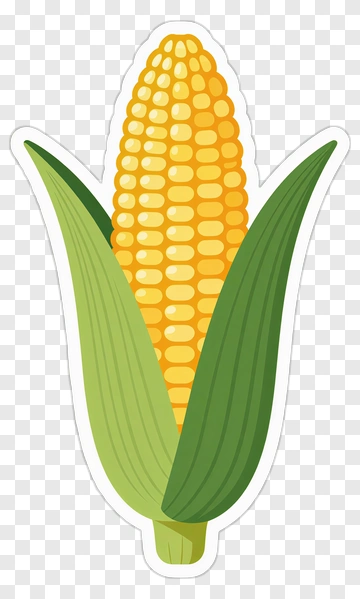 Corn With Green Leaf PNG