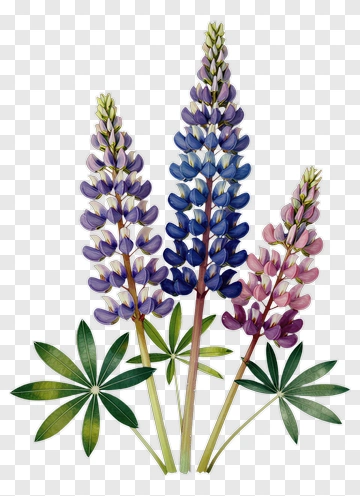 Lupine Flowers In Vibrant Shades PNG