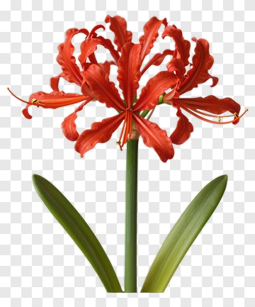 Red Lily Flower With Green Leaves PNG