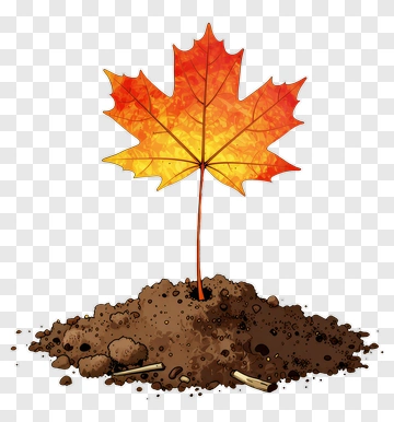 Maple Leaf Growing From Soil PNG