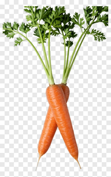 Fresh Carrot With Green Tops PNG
