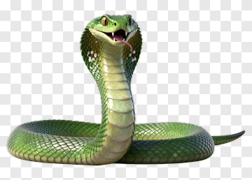 Green Snake PNG