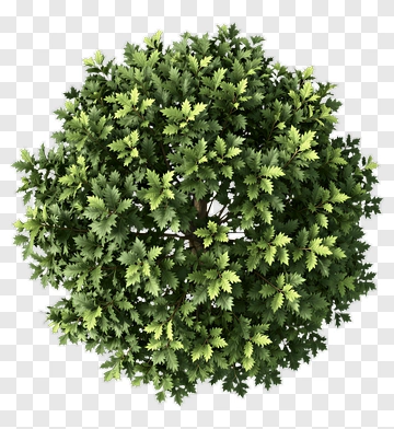 Top View Of A Lush Green Tree PNG