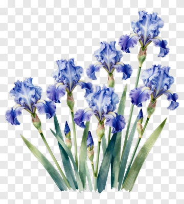 Blue Iris Flowers In Watercolor Style PNG