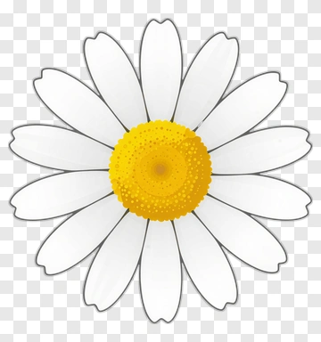 Daisy PNG