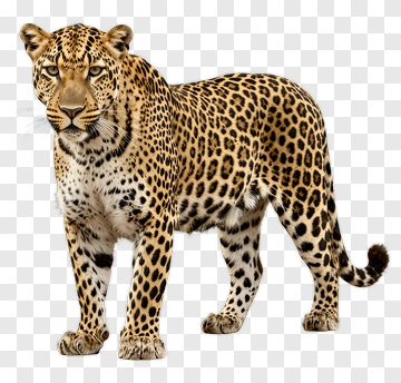 Leopard Standing Alert PNG