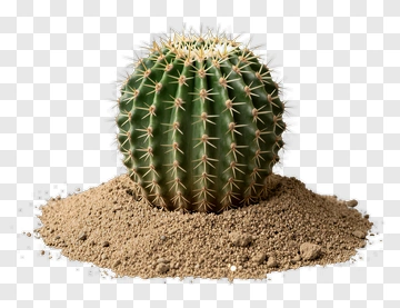 Green Cactus With Spines In Sand PNG