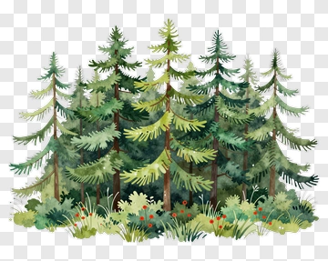 Watercolor Pine Trees In Forest PNG