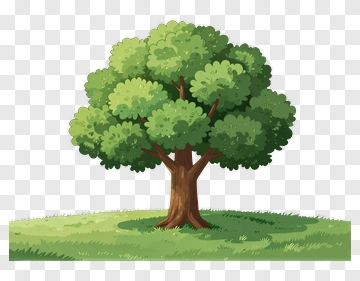 Cartoon Tree With Full Canopy PNG