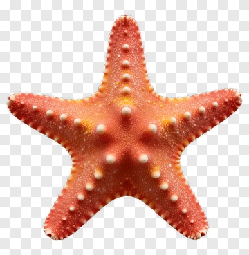 Red Starfish With White Spines PNG