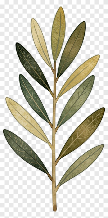 Olive Branch With Varied Leaf Shades PNG