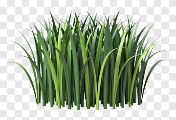 Grass PNG
