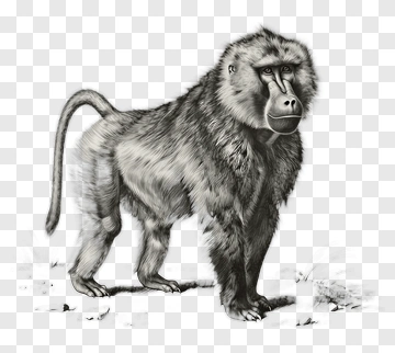 Mandrill PNG