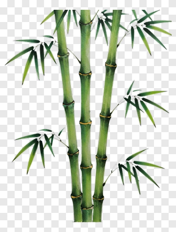 Bamboo PNG