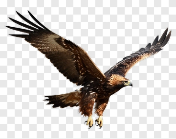 Eagle In Flight PNG