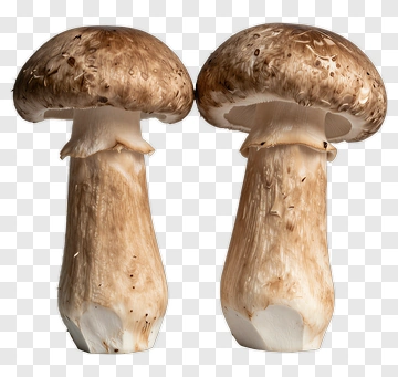 Two Mushrooms PNG