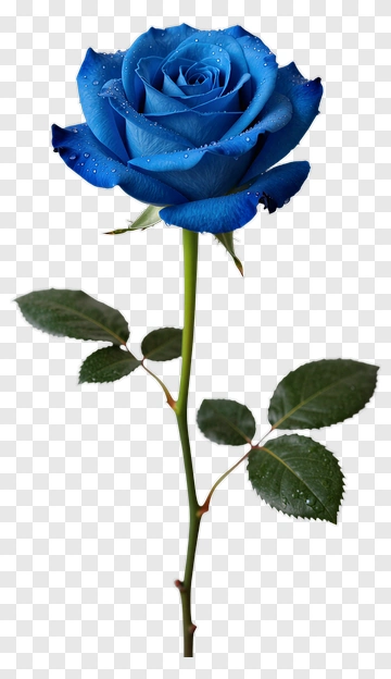 Blue Rose With Dewdrops PNG