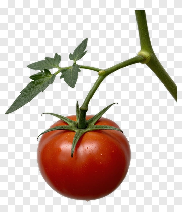 Ripe Tomato On Vine PNG