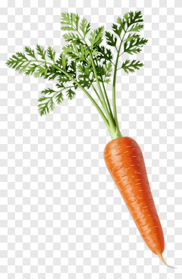 Fresh Carrot With Green Tops PNG