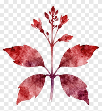 Watercolor Leaf And Flower PNG