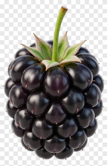 Blackberry With Stem And Calyx PNG