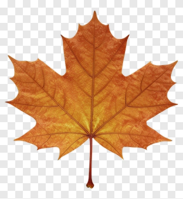 Maple Leaf With Orange And Yellow Tones PNG