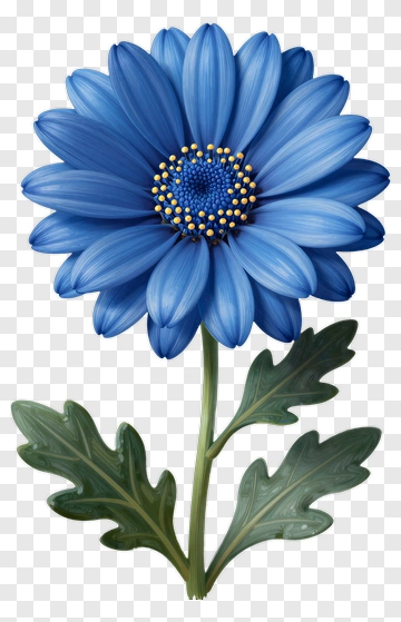 Blue Daisy With Green Leaves PNG