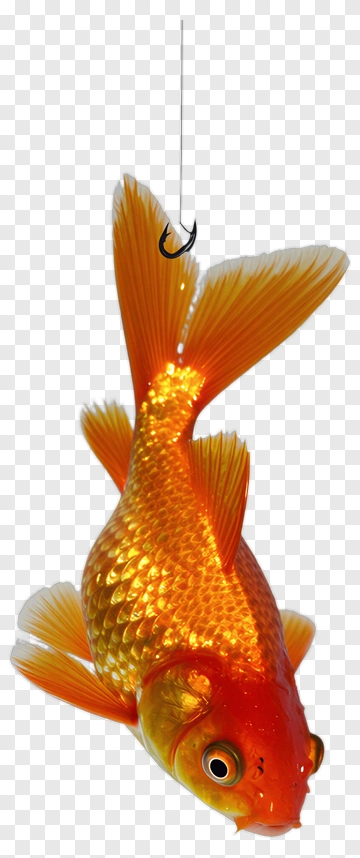 Goldfish On A Hook PNG