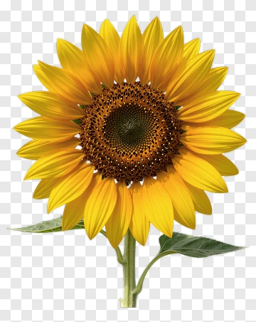 Sunflower In Full Bloom PNG