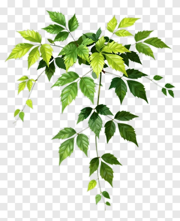 Green Vine With Yellow Leaves PNG