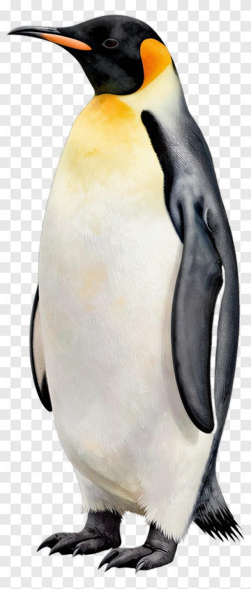 King Penguin PNG